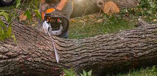 Best Commercial Tree Services  in Brownsville, KY