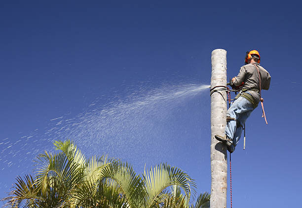 How Our Tree Care Process Works  in  Brownsville, KY