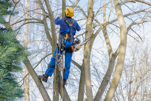 Best Tree Mulching  in Brownsville, KY