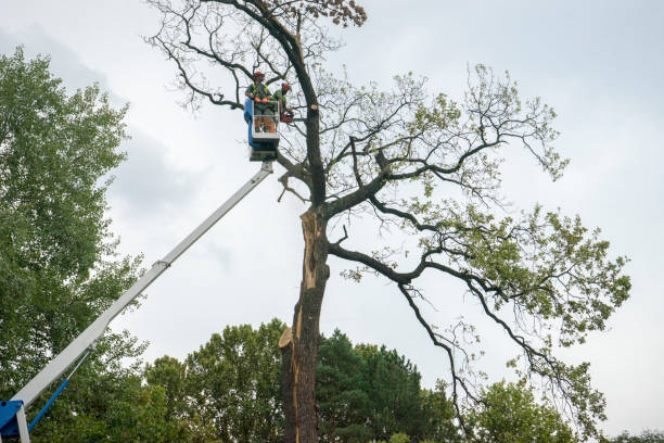 Best Arborist Consultation Services  in Brownsville, KY