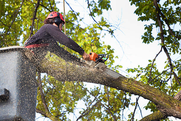 Best Tree Cabling and Bracing  in Brownsville, KY