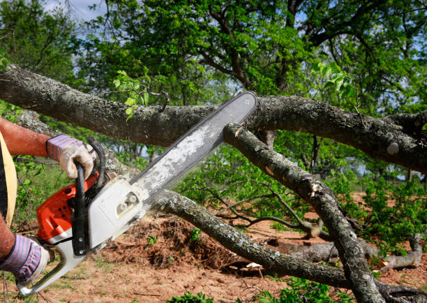 Best Hazardous Tree Removal  in Brownsville, KY